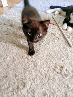 Süße Kitten abzugeben   