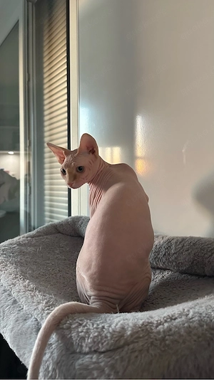Sphynx Deckkater für unsere Katze gesucht