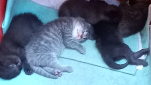 kitten zu verkaufen 