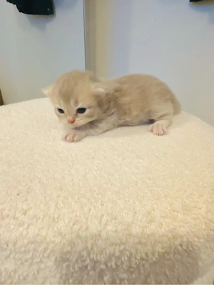 katze 20.08.2026
