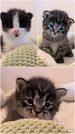 3 Ragcoon (Ragdoll-Maine Coon Mix)