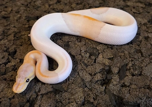 Banana Black Pastel Pinstripe Pied 