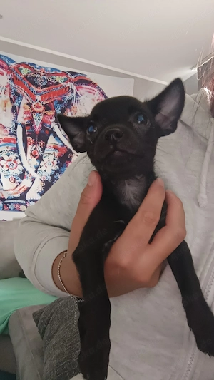 Chihuahua Mix Jack Russel Welpen 