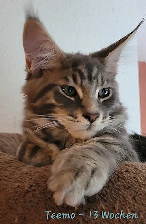 Maine Coon Kätzchen, typvoll mit Stammbaum
