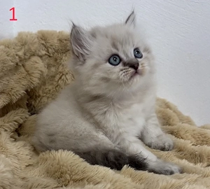 5 wunderschöne Perser-Himalaya-Mix Kitten abzugeben