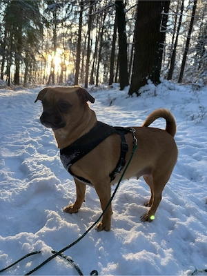 nala sucht schnell ein neues zuhause 