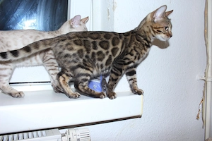 Drei Bengal-Kitten suchen ein liebevolles Zuhause