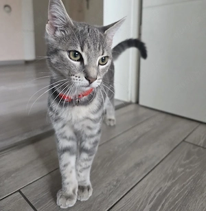 Kater 4 monate 
