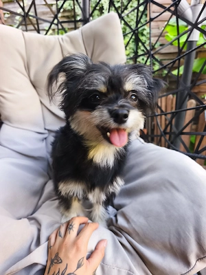 Malchi Hündin   Malteser Chihuahua Mix