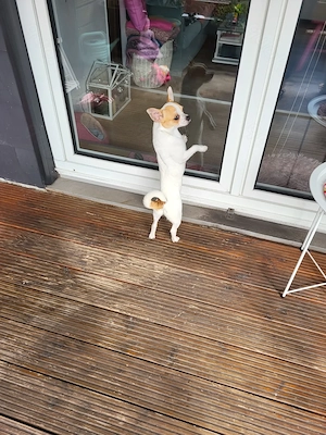 Wunderschöner Chihuahua Junge sucht neuen Wirkungskreis
