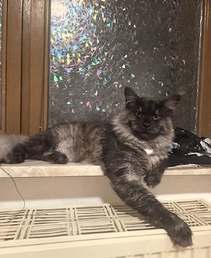 Maine Coon Black Smoke kastriert 