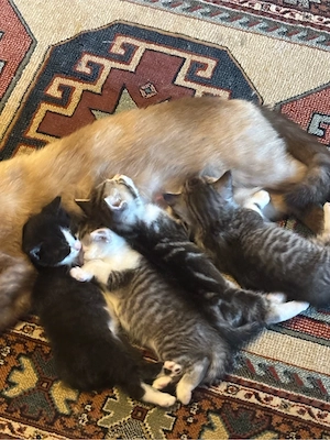 süße Katzenbabys suchen ein liebevolles Zuhause     