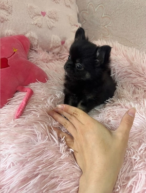 Chihuahua Hündin 