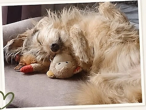 Aiko sucht sein für immer Zuhause 