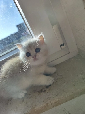 BKH (Kater)