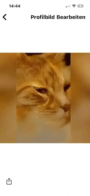 Weitere Katzenbabys von Goldi