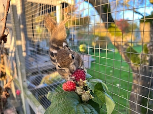 chin. Baumsreifenhörnchen