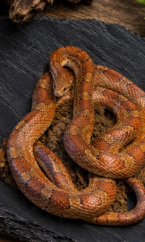 Classic Het Microscale Palmetto Poss Het Anery Bloodred Motley Hypo