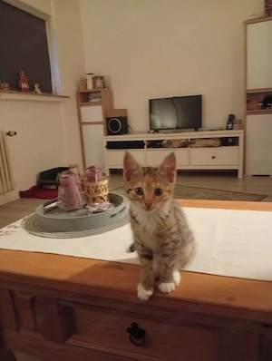 Katzenbaby Mädchen 