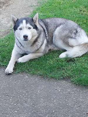 Liebe Husky - Hündin sucht neues Zuhause