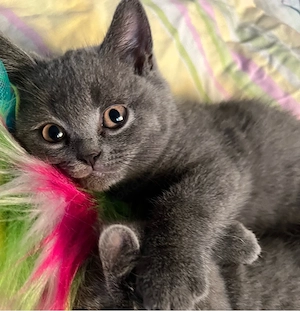 Katzenbabys suchen Familie