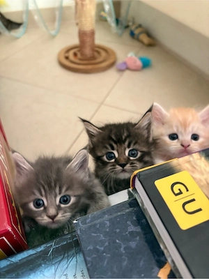 süße Katzenbabys Maine-Coon-Mix
