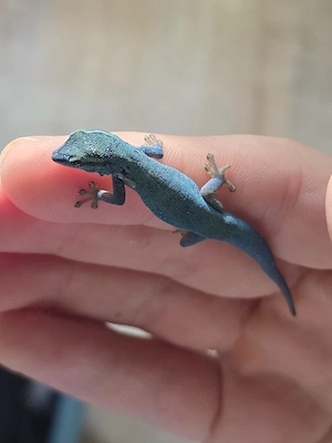 Lygodactylus williamsi Himmelblauer Zwergtaggecko Männchen  1.0