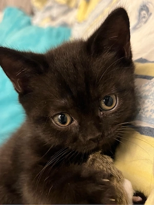 Schöner schwarzer Babykater sucht Familie