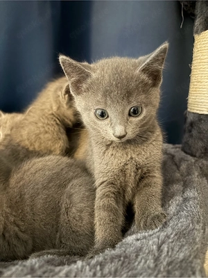 Russisch blau kitten