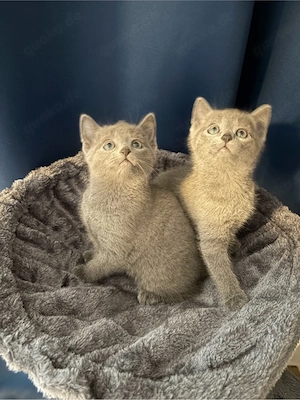 Russisch blau kitten