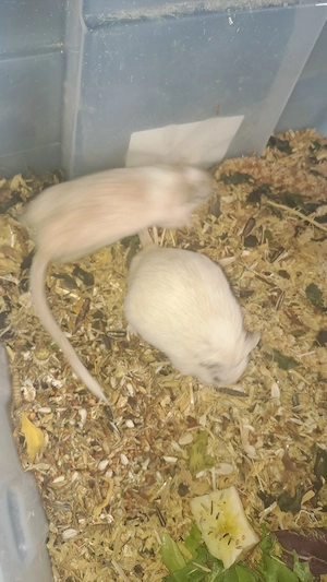 Rennmäuse Geschwister 