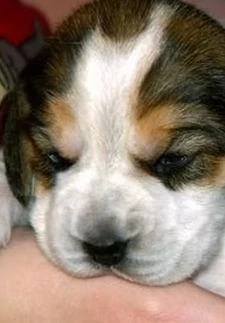 Beagle Welpen 