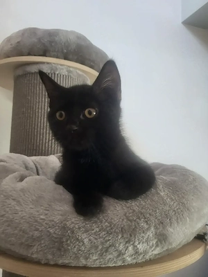 Kitten Kater Bkh
