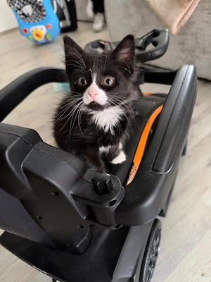 Katzenbaby 8 Wochen alt