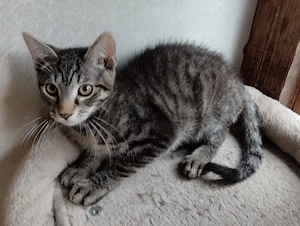 3 süße Kater suchen ein neues Zuhause 