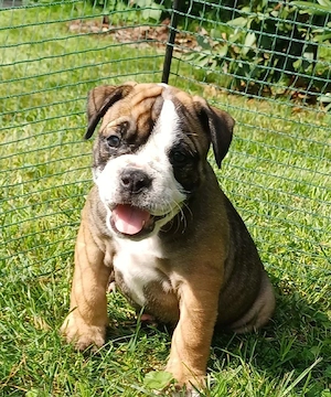 Wunderschöne OEB-Welpen Bild 3