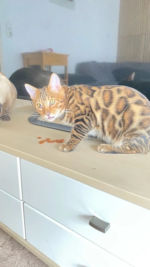 Bengal Kater Leo Aslan