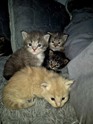 Xxl Maine Coon Mix Kitten