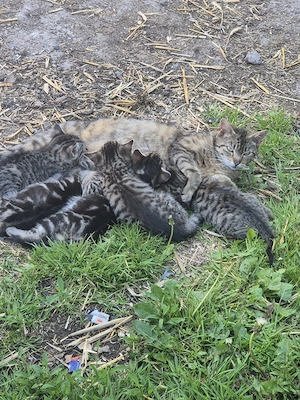 Katzenbabys  Kätzchen  Kitten