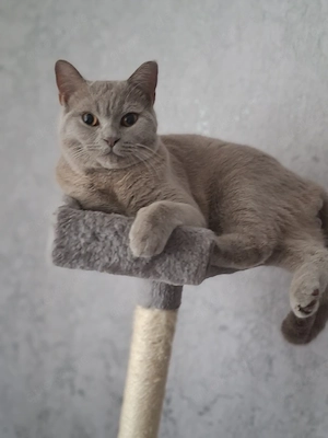 bkh kater 
