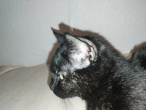 katze kiki 