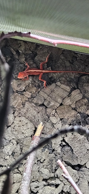 Anolis sagrei, Anolis sabanus, Calotes versicolor, Achatina 
