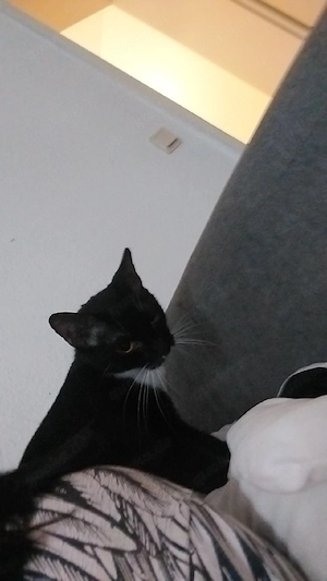 katze lucy