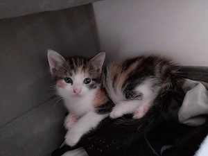zwei katzen 