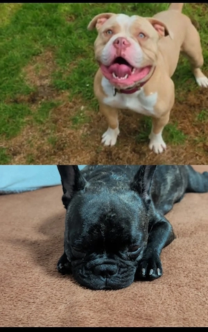 Liebevoll aufgezogene Bulldoggen-Welpen suchen ihr Zuhause Bild 8
