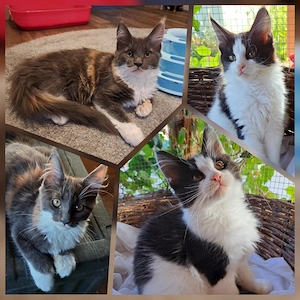 Maine Coon Kitten reinrassig - abgabebereit - Blue Tortie White, Creme White & Black White