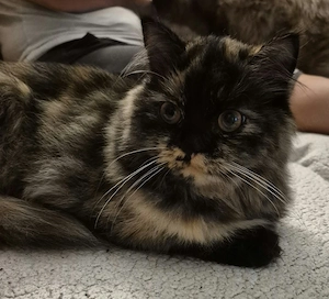 Perserkatze 6 Monate alt