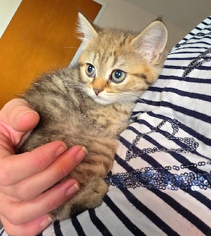 wunderschöne BKH Kitten