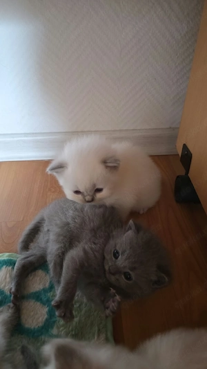    Wunderschöne BKH Kitten suchen liebevolles Zuhause    Ab 01.10.2026 