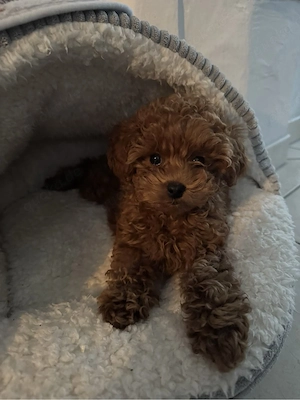 welpe toy pudel rot - geimpft&gechippt